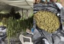 Polícia Militar erradica 10 mil pés de maconha geneticamente modificada na Bahia